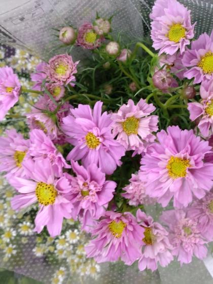 直前!】コスモス ダブルクリックローズ(ピンク八重)青木さん、海保さん