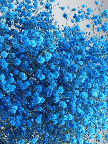 品良く着こなすため 直前】染めカスミ草 瑠璃(青) 花材 - (国産・60cm)☆早締切-75 トップス