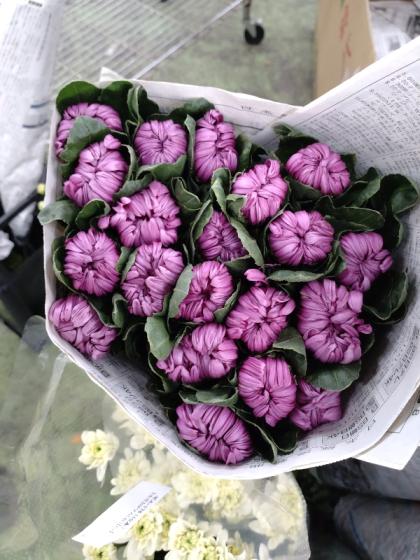 小さい赤花菊花石見切り （菊花石 赤花 鑑賞石 水石 自然石 紫檀