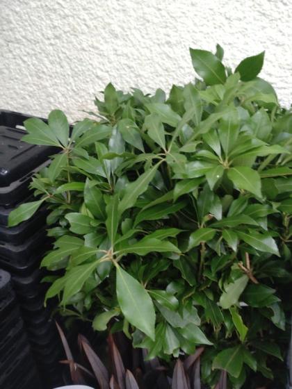 直前】アセビ(枝もの)80cm〜1M - 花材通販はなどんやアソシエ