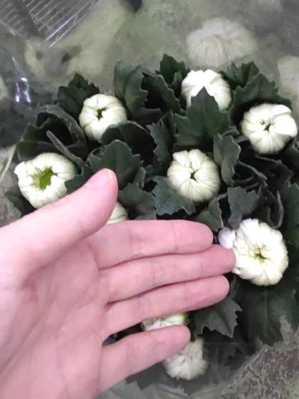 つぼみのみ 60cm〜70cm 白菊 夏菊の一世60本 楽天市場】【生花】白菊 Lサイズ〜 【OR-5】[5本] : 花材通販は