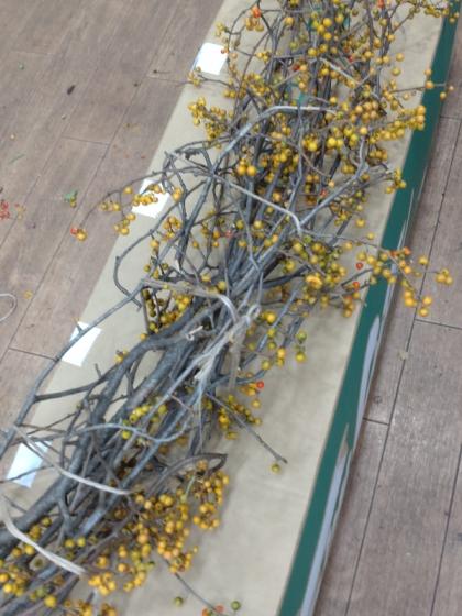 生花】ツルウメモドキ(80cm程度)※木金入荷少【早締切-74】 - 花材通販