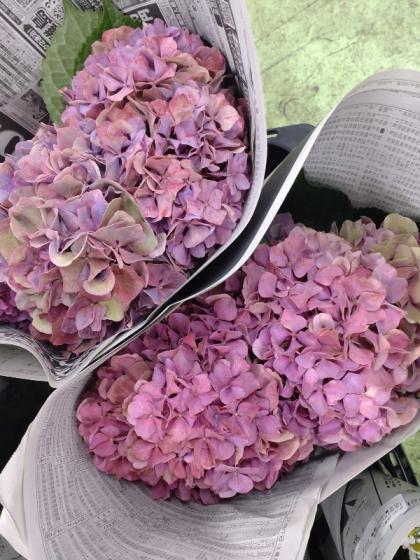 生花】北空知のアジサイ アンティーク紫系【早締切-71】※商品