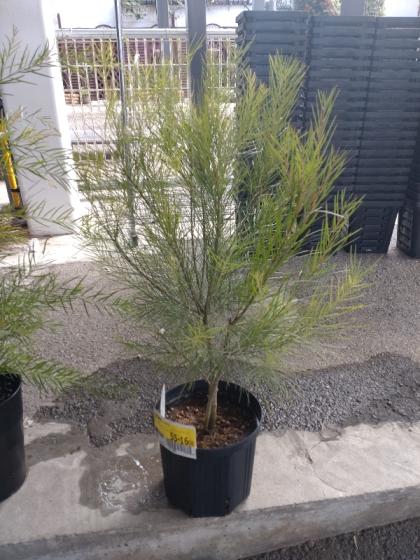 送料無料】【生花/鉢】アカシア フロリバンダ 7寸鉢 ※北海道・九州