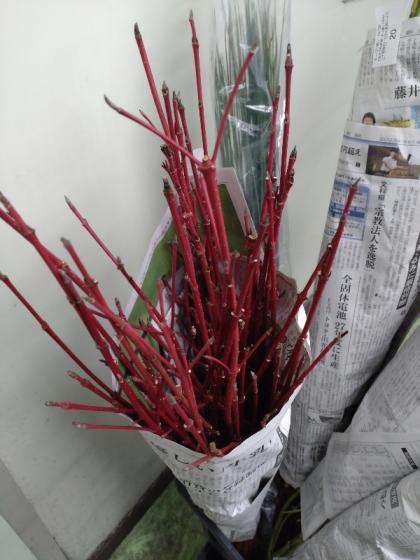 直前!】サンゴミズキ(100cm程度)茨城県ほか※時期により発色異なる