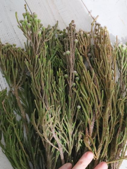 生花】スプレーブルニア 40cm程度(束約10本)【OTOT】 - 花材通販はなど 