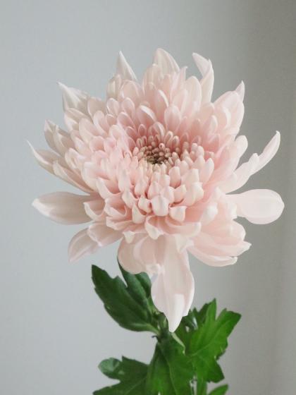 菊花石　7連　淡いピンク花 菊花石7連淡いピンク花