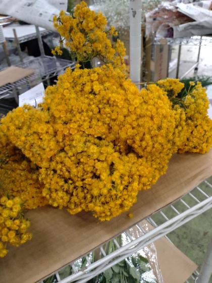 販売不可【生花】ベルティコルディア セラータ(黄) - 花材通販は