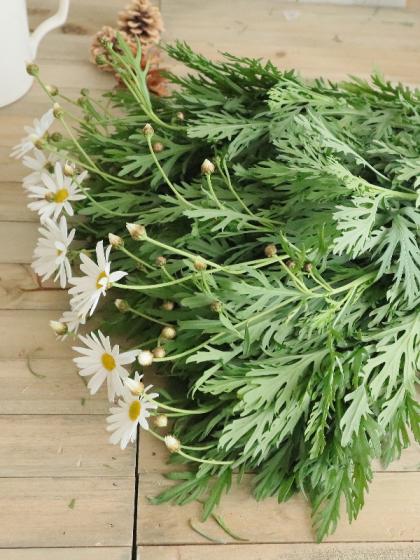 生花】マーガレット(白)在来、伊豆マグなど品種おまかせ【OT】 - 花材