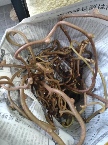 絵になる〜♪スタンド　キウイのツル TVアニメ『メダリスト』木製スタンドコースター 幼稚園ver