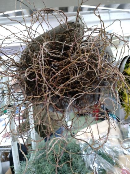 生花】雲竜柳 1M程度 茨城県 【早締切-74】【OTHY】 - 花材通販はなど