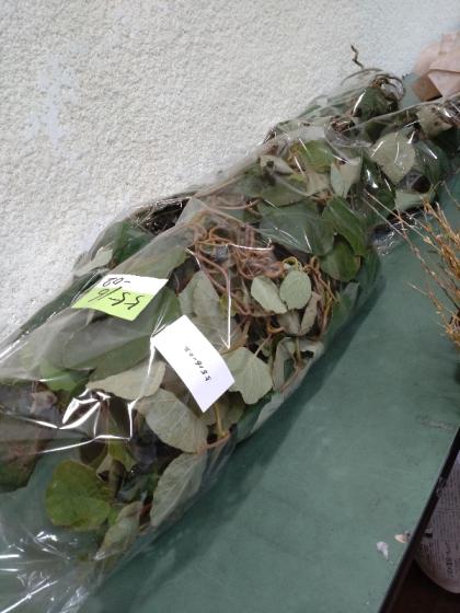 直前】キウイのつる(約100cm)※時期により葉有無・乾燥具合異なります