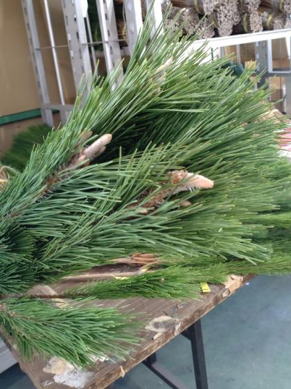 生花/即納】◇門松 - 花材通販はなどんやアソシエ