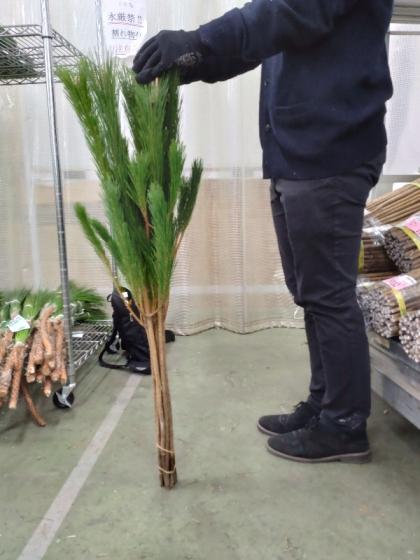 若松、切り枝 生花/即納】◇若松 2等 - 花材通販はなどんやアソシエ