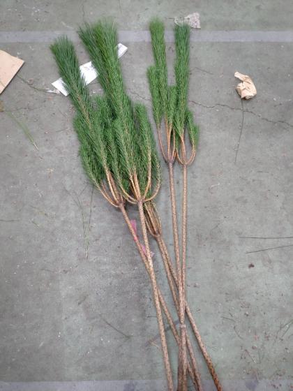 生花】早届け>☆若松 1等 ※届日限定:12/8 - 花材通販はなどんやアソシエ