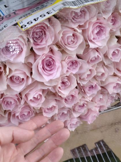 直前】バラ リメンブランス(淡ピンク)【生花】 - 花材通販はなど