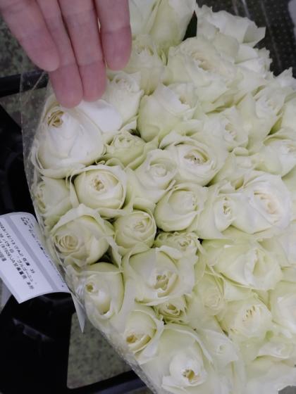 生花】バラ ブルゴーニュ(白)カップ咲き 石田バラ園など 40cm〜【FJ