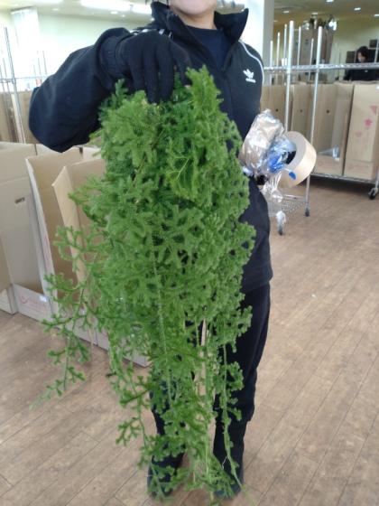ヒカゲノカズラ やまさんさま専用 80cm~×250本 直前!!!】【生花】ヒカゲカズラ ロング(80cm～)静岡、和歌山など
