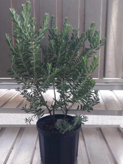 送料無料】【生花/即納】アカシア ブルーブッシュ 7寸鉢 ※北海道・九州