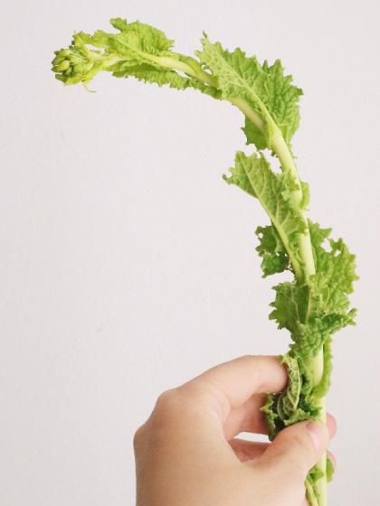 生花】菜の花 40cm- 千葉県など【OT】 - 花材通販はなどんやアソシエ