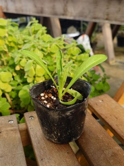 送料無料】【生花/直送】ハーブ苗 カレンデュラ ※ お届け日指定不可