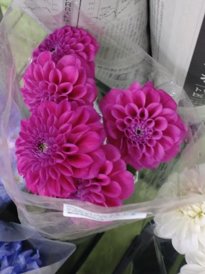 直前!!】ダリア ピンク系おまかせ(ミッチャンなど)50cm-【OT】【生花