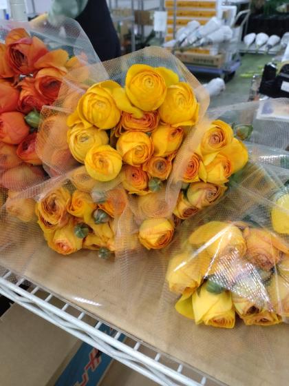 生花】ラナンキュラス(オレンジ)エチュードORなど 40cm程度 JA三豊【OT