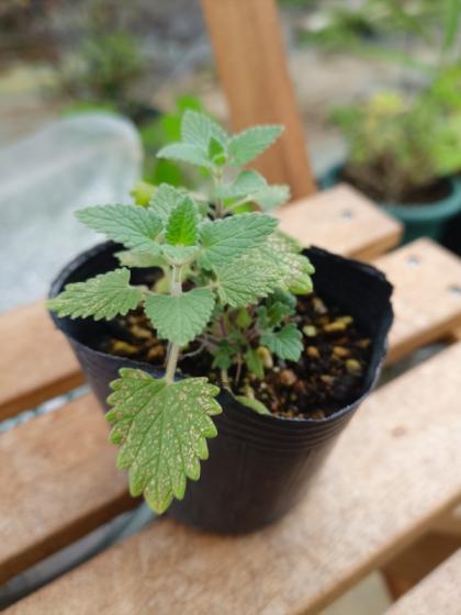 切花ニ苗 送料無料】【生花/直送】ハーブ苗 キャットニップ ※ お届け日指定不可