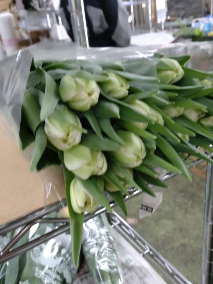 直前!!】チューリップ(八重白)ノースキャップなど - 花材通販はなどん