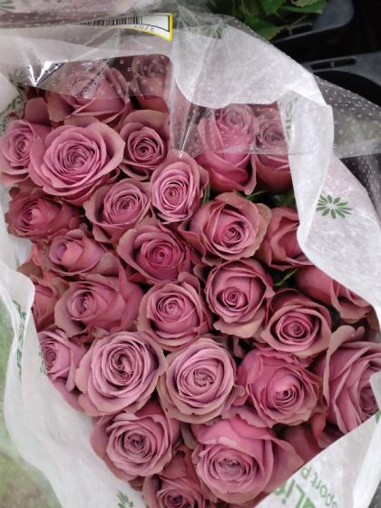 生花】【ギ60シール】バラ アブニール 50cmー - 花材通販はなどんや