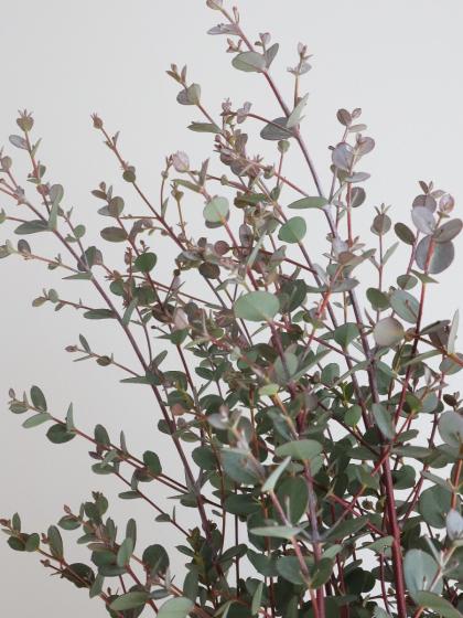 生花】グニユーカリ 60cm程度 愛媛県ほか【OT】 - 花材通販はなどんや