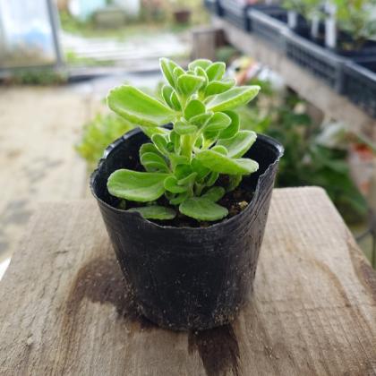 送料無料】【生花/直送】ハーブ苗 アロマティカス ※ お届け日指定不可