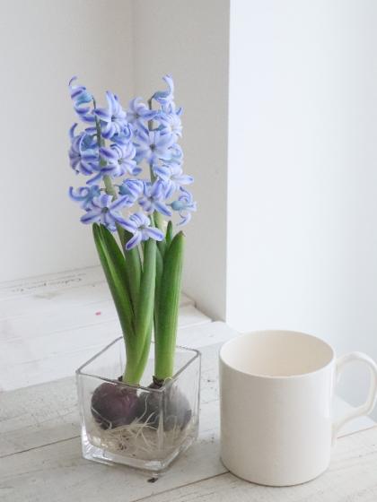 味の素 - ひやしんす 生花】球根つき切花ヒヤシンスL(青)Fブラザーズ - 花材通販は