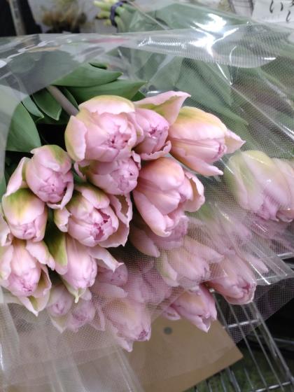 生花】チューリップ ピンクミラクルoドリーマー(八重・淡ピンク)【OT