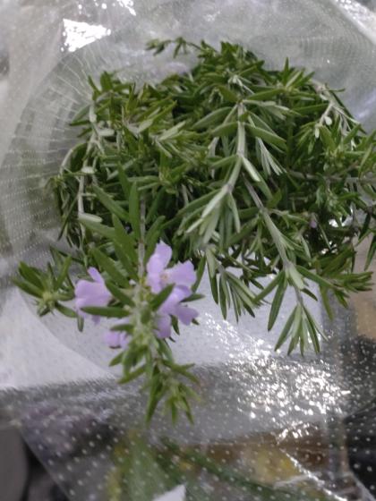 デビット シュナイダー作　〘ローズマリー〙 デビット シュナイダー作 〘ローズマリー〙