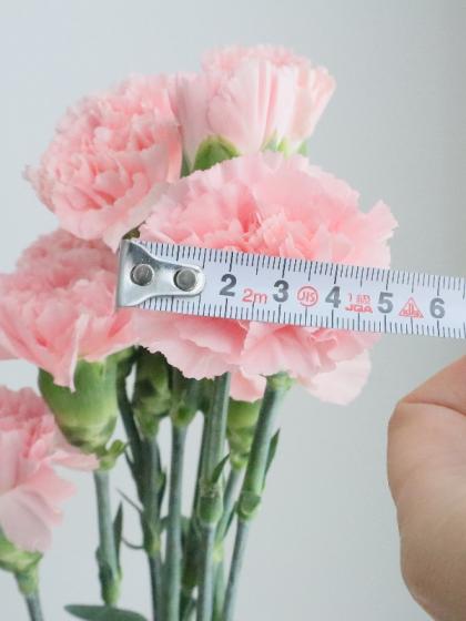 カーネーションさん専用 ミニカーネーションバンチ（1束3本）｜商品