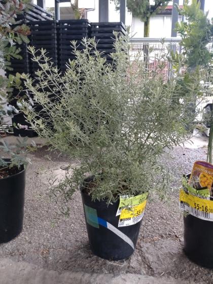 ウエストリンギア　ライムライト　スタンダード仕立て　/ 403 園芸ネット本店｜ウエストリンギア：ライムライト4号ポットスタンド