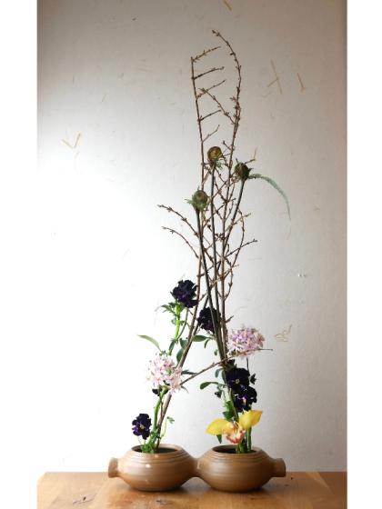 生花】エピデンドラム(ピンク)40cm程度程度 JA大井川 【FJ】 - 花材