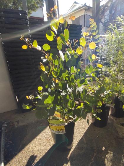 送料無料】【生花/即納】ユーカリ ポポラス 7寸鉢 ※北海道・九州・沖縄