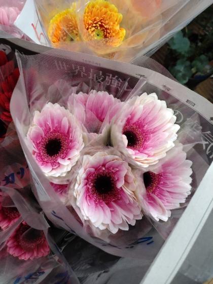 生花】【さぎやま】大輪ガーベラ リザンドラ(ピンク系)入荷少【FJ