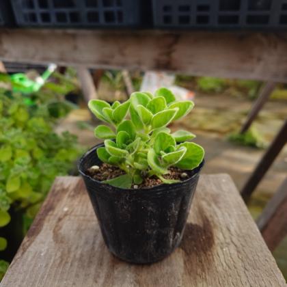 送料無料】【生花/直送】ハーブ苗 アロマティカス ※ お届け日指定不可