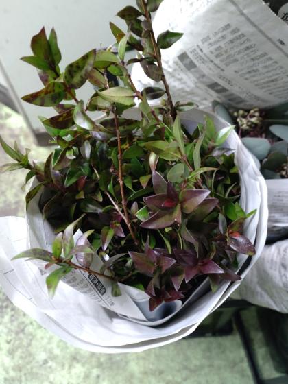 直前!!!】銀香梅(ギンコウバイ)60cm程度【生花】 - 花材通販は