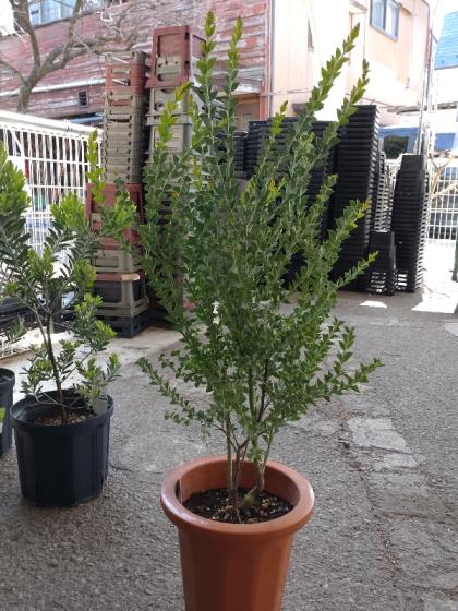 送料無料】【生花/鉢】三角葉アカシア 7寸鉢 ※北海道・九州・沖縄は