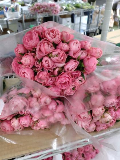 08直前!】SPバラ さくらさくら(ピンク)40cmローズマート 【生花】 - 花