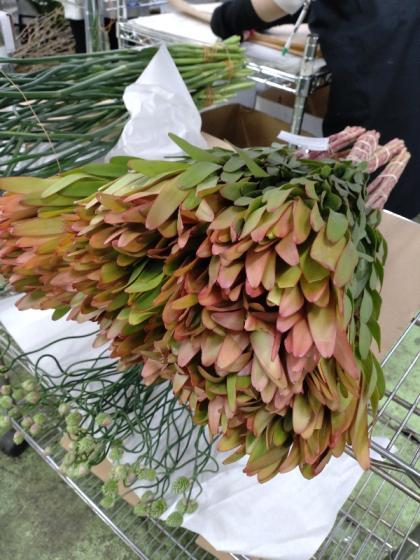 生花】リューカデンドロ ディスカラーなど1本タイプ 60cm程度(グリーン