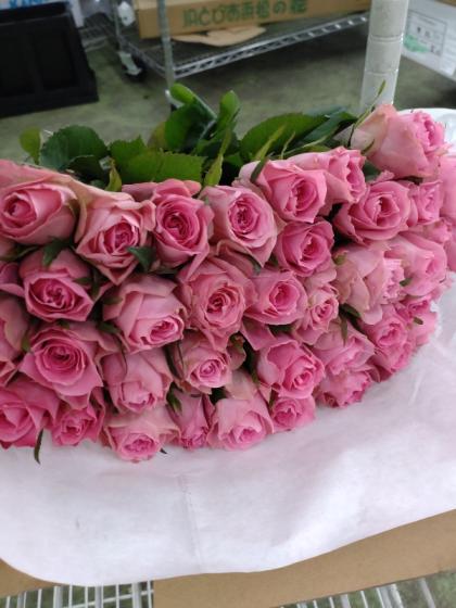 直前】バラ ブロッサムピンク【IT-23】 - 花材通販はなどんやアソシエ