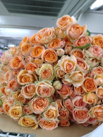 直前!!】SPバラ プラビーダ(淡いオレンジ)40CM【生花】 - 花材通販は