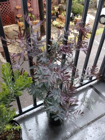 送料無料】【生花/鉢】アカシア プルプレア 7寸鉢 ※北海道・九州・沖縄