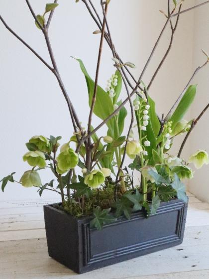 生花】クリスマスローズ マグニフィセントベル 30cm〔グリーン系 小輪