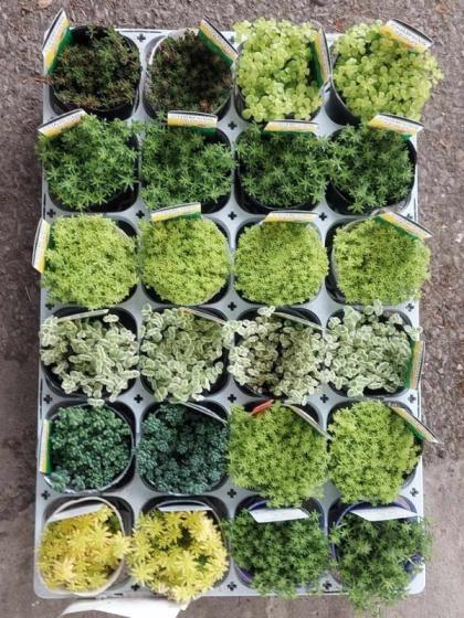 送料無料】【生花/鉢】多肉植物ミニポット セダム(品種おまかせ